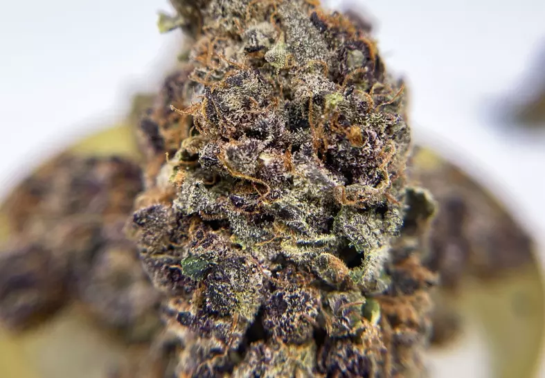Purple Tangie (District Connect)