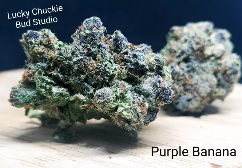 Purple Banana (Lucky Chuckie)