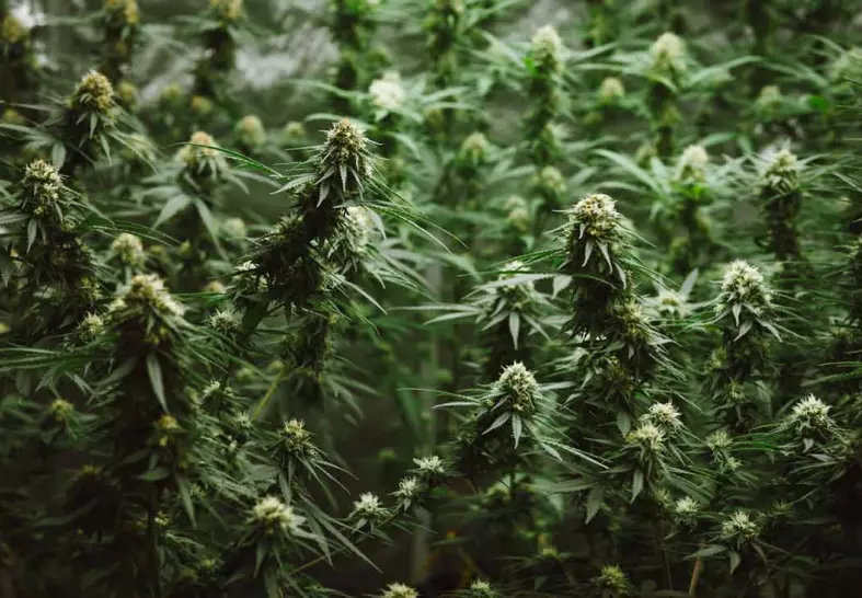 5 Cannabis Breeders You Should Know About
