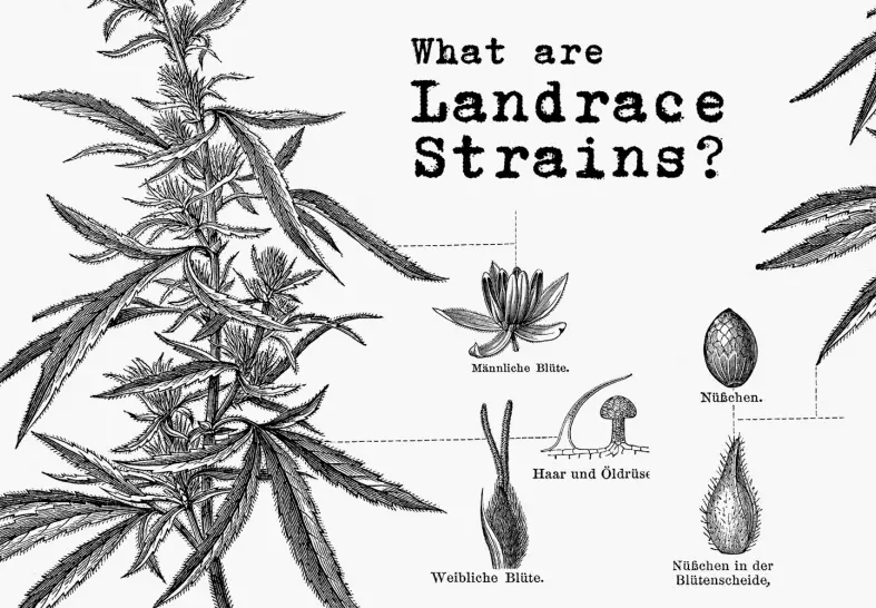 What Are Landrace Strains?