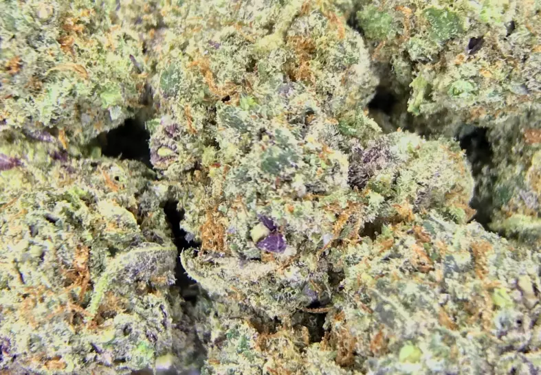 Blue Cookies (Diamond City Delivery)