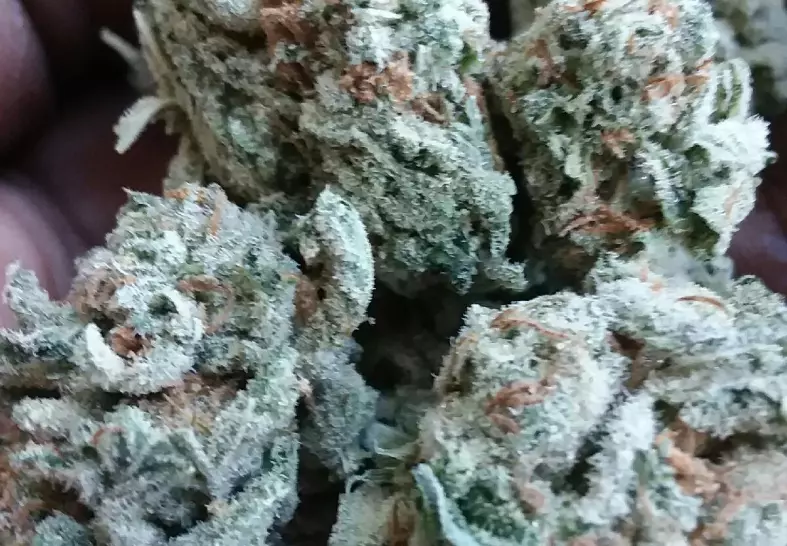 Blueberry (Select Co-Op)