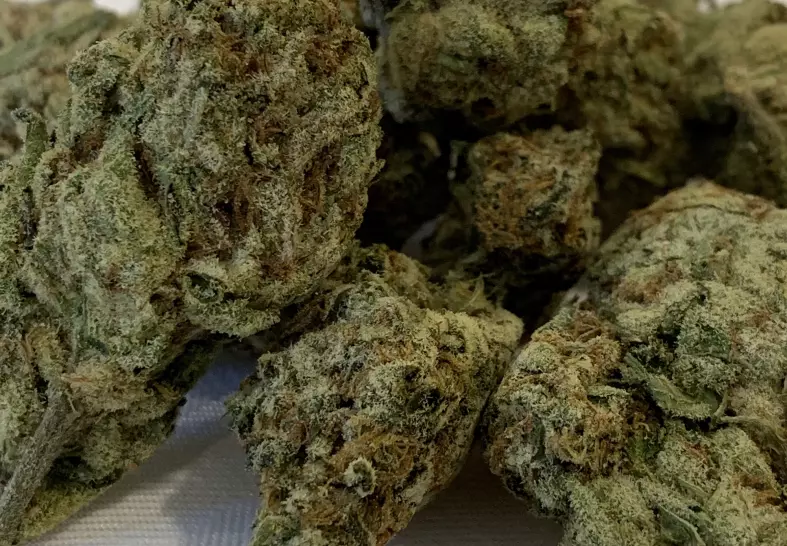 Apple Fritter (Bagged Buds)
