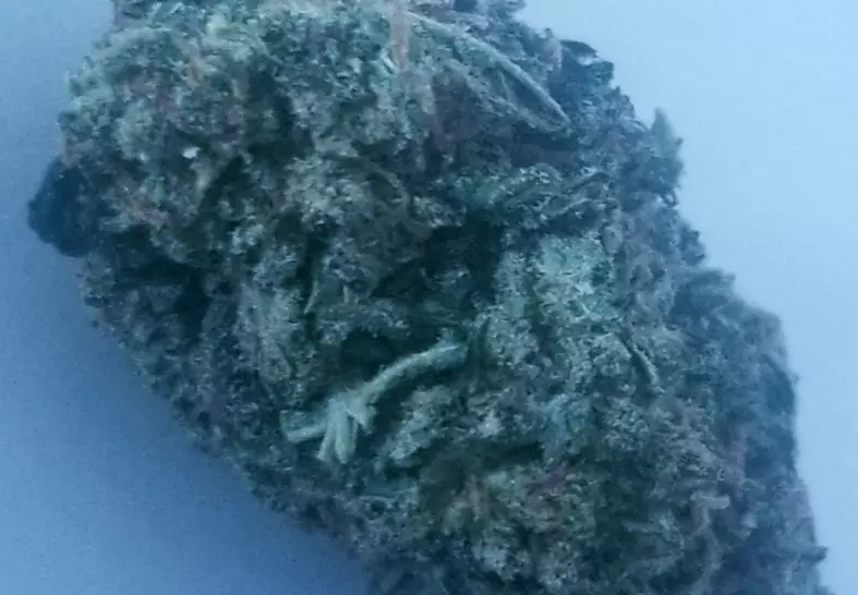 Chemdawg (Lucky Chuckie DC)