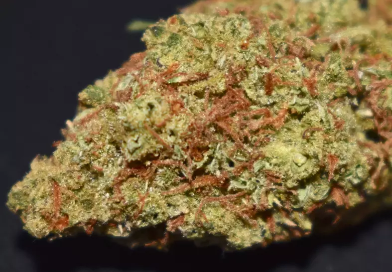 StarDawg Guava (Diamond City Delivery)